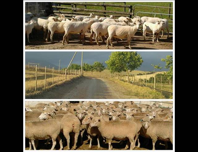539HA FARM FOR SALE IN RIVERSDALE RURAL